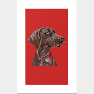Bella Blue the Weimaraner over Red Posters and Art